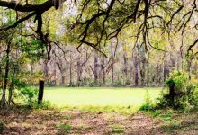 hypnose quantique clairiere clarté éclairage