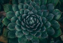 plante ouverture beauté hypnose quantique